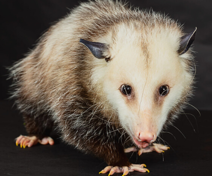 opossum