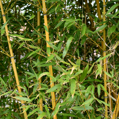 Yellow Shoots of Phyllostachys Bamboo