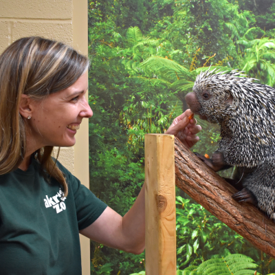 Keeper feeding prehensile-tailed porcupines