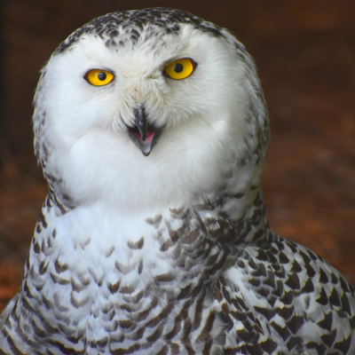Snowy owl female