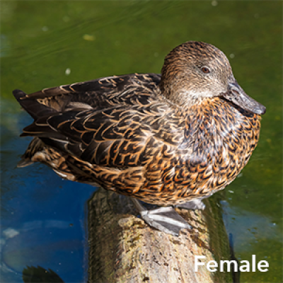 Falcated duck female