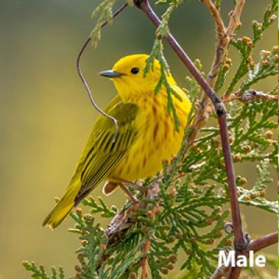 Yellow warbler male
