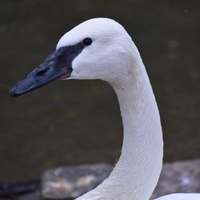 Sakari - female trumpeter swan