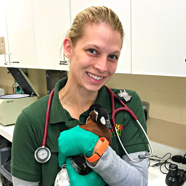 Vet tech holding a red breasted goose