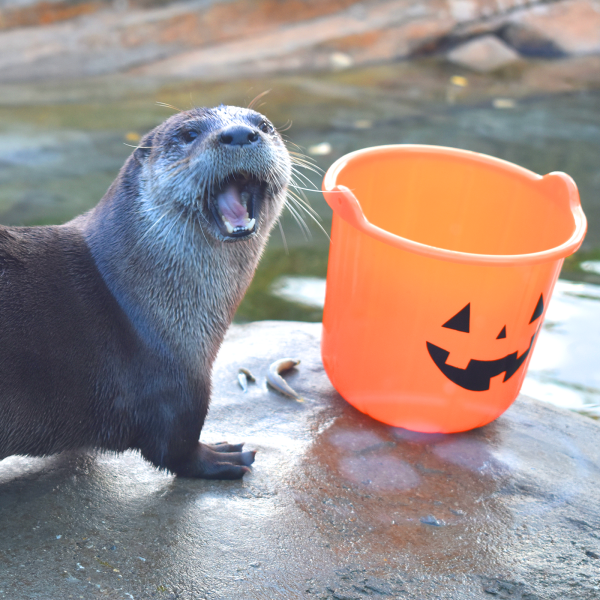 River otter playing with pumpkin bucket 