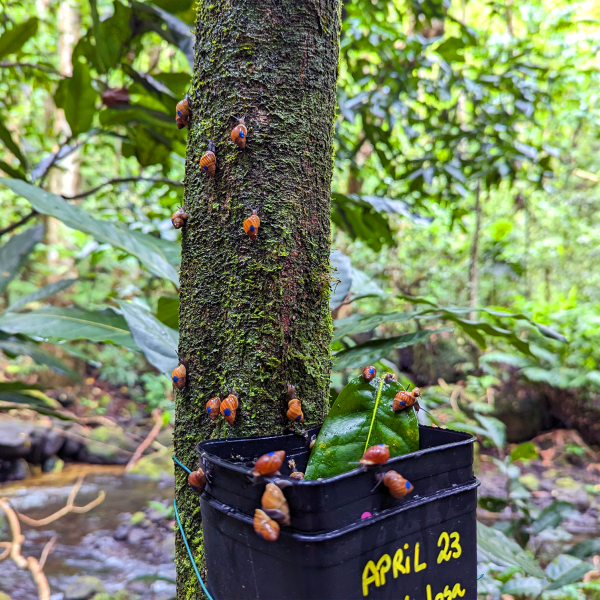 Partula snails reintroduced in Tahiti
