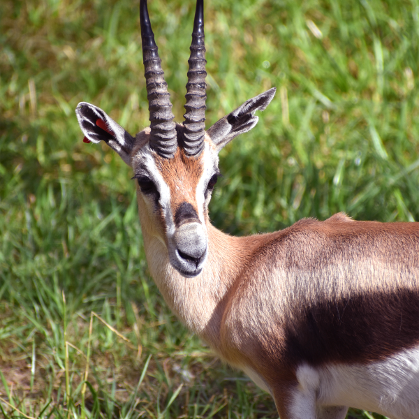 Speke's gazelle Gondar