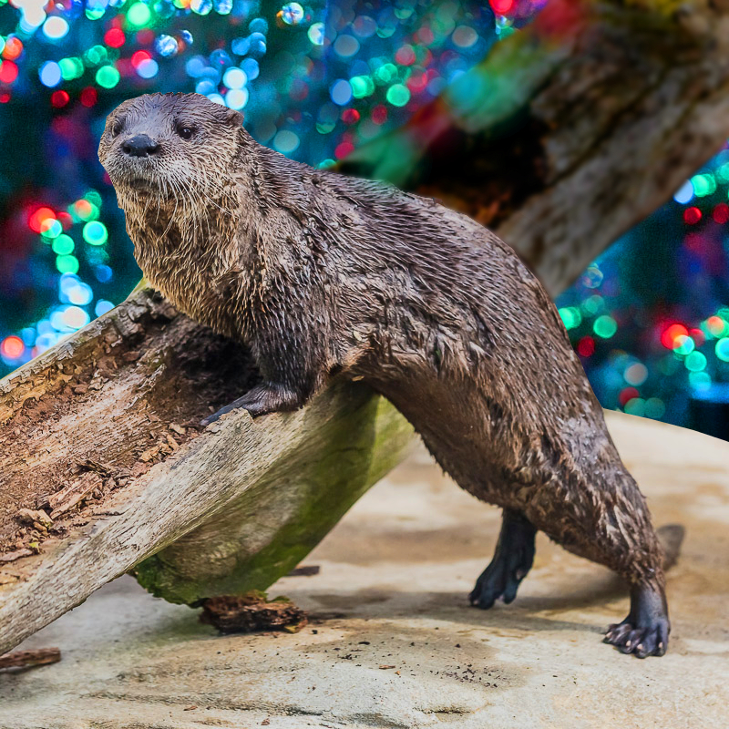 Otter in front of lights