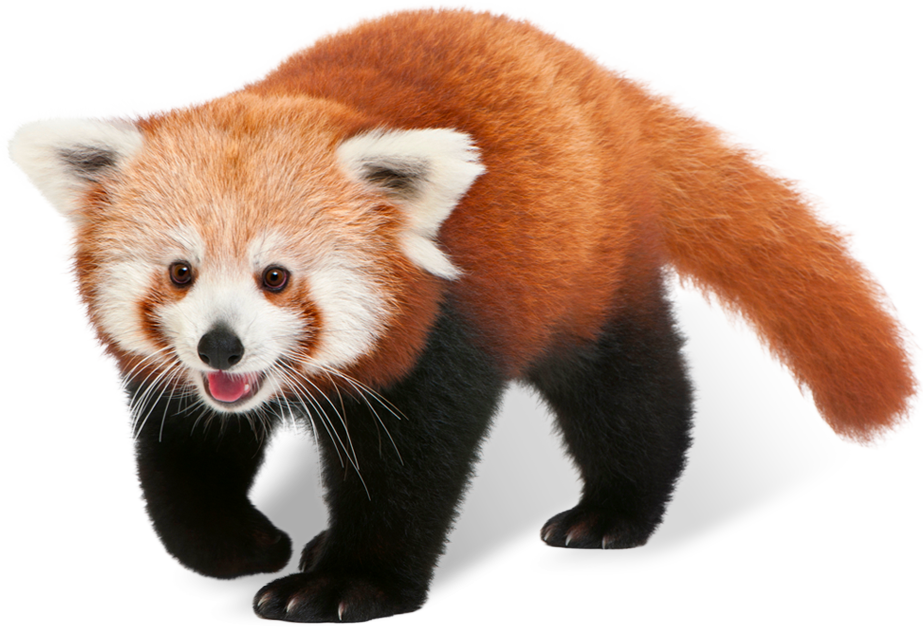 Red Panda