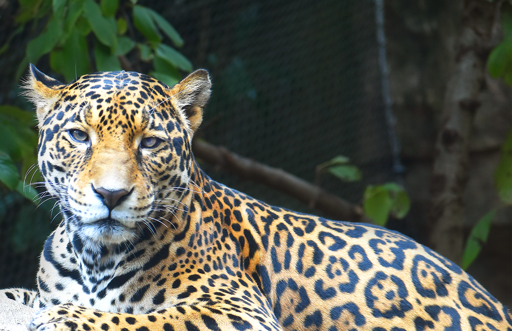 Jaguar with leaves in background.