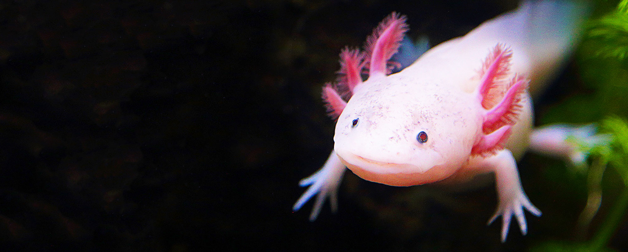 Axolotl