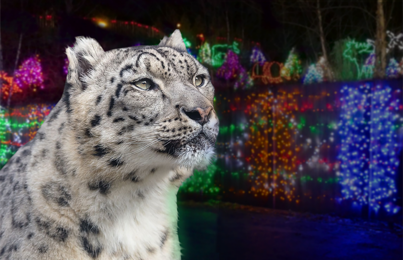 Snow leopard with holiday lights