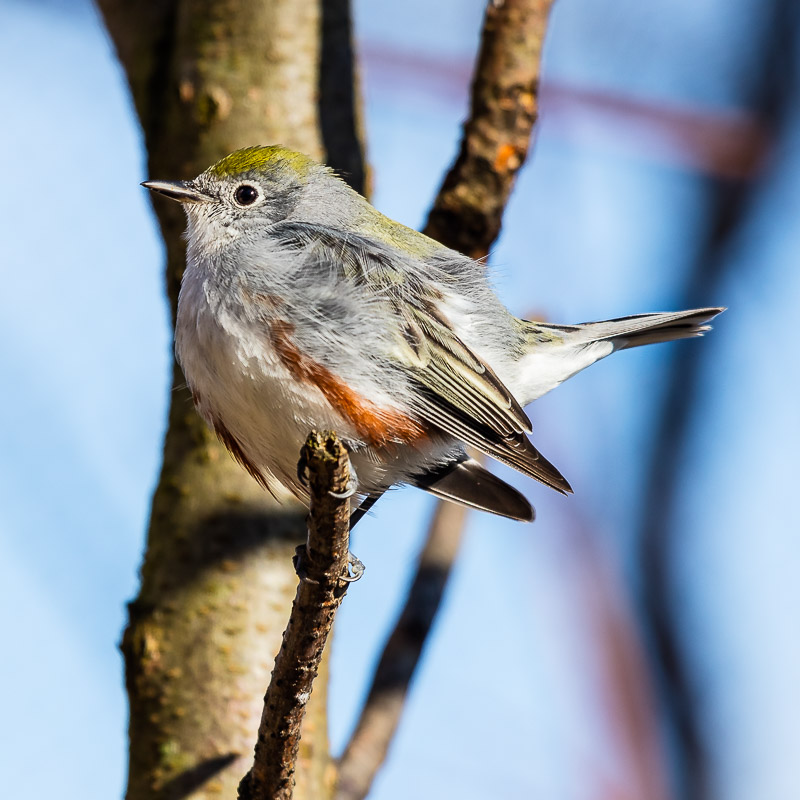 Chestnut-sided warbler in aviary