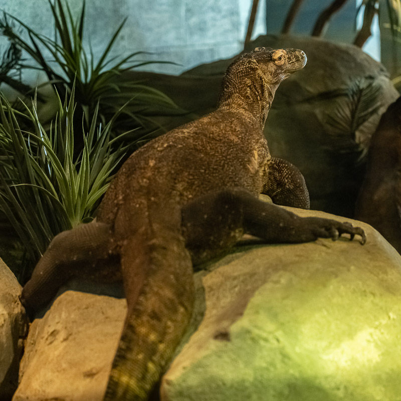 Komodo dragon laying on rocks