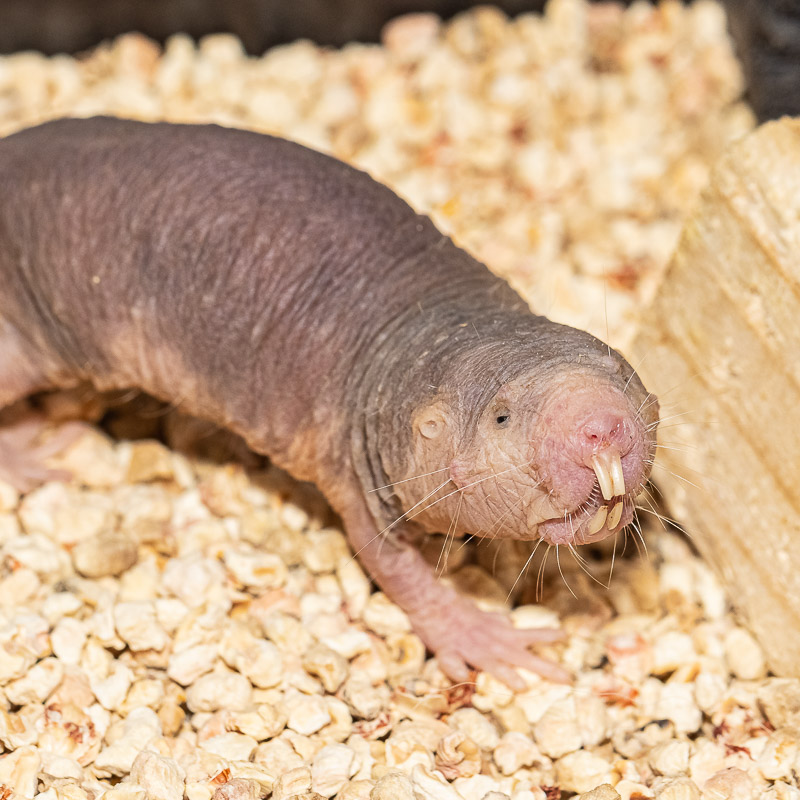 Naked mole rat