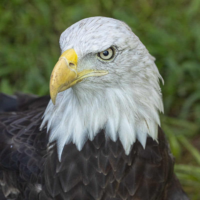 Bald eagle