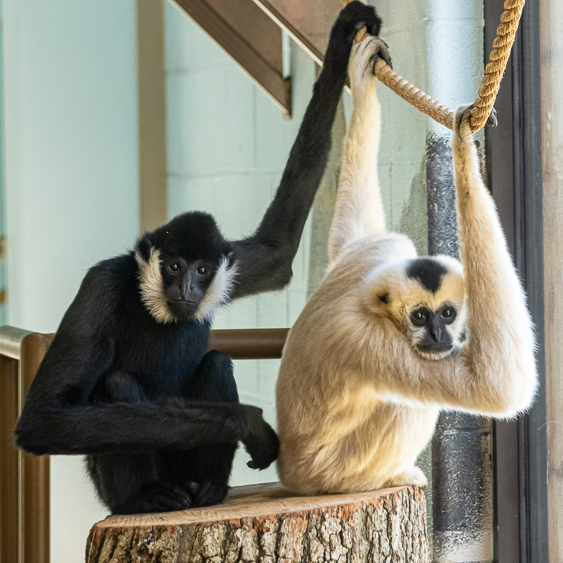 gibbons