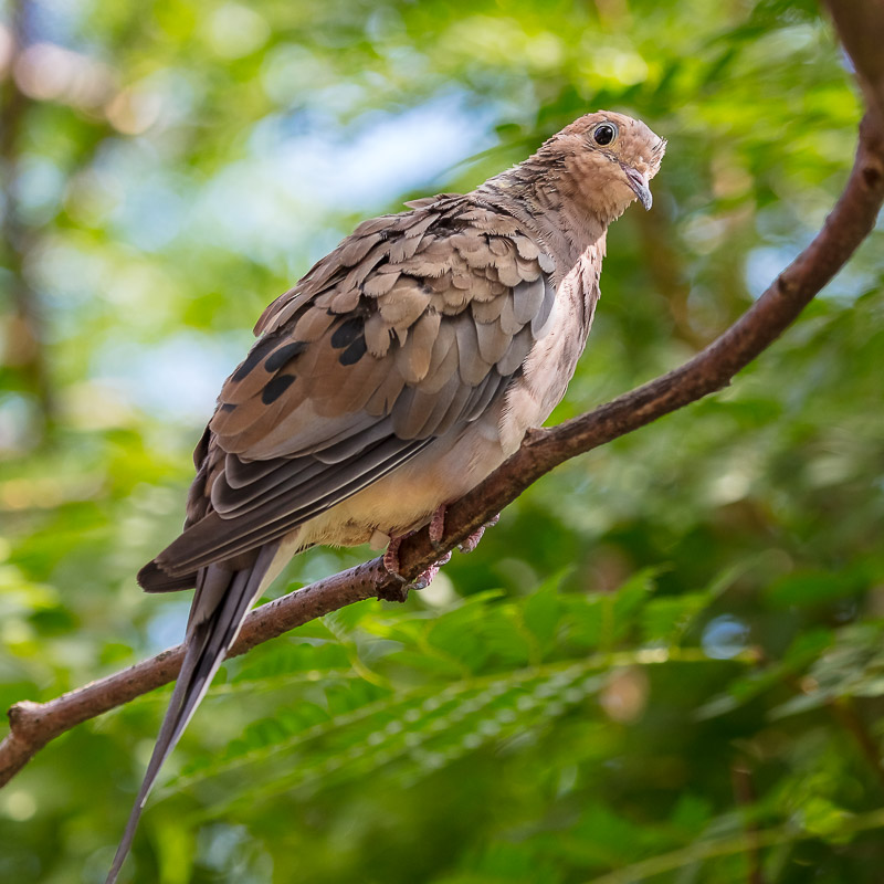 Mourning dove in the aviary