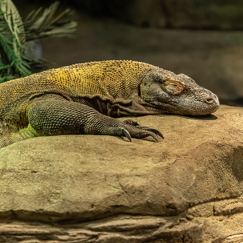 Komodo dragon napping