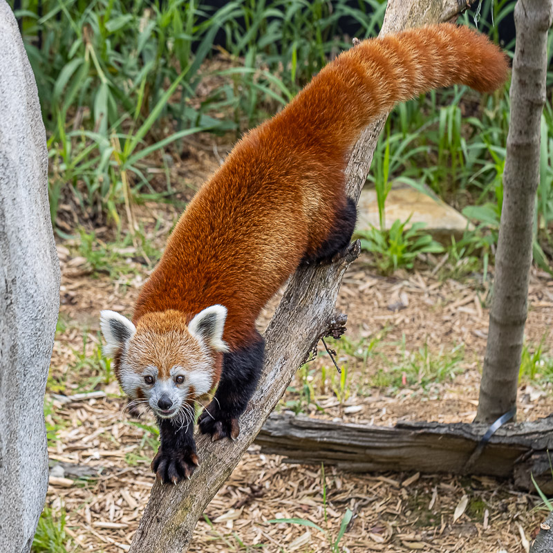 Red panda on a branch