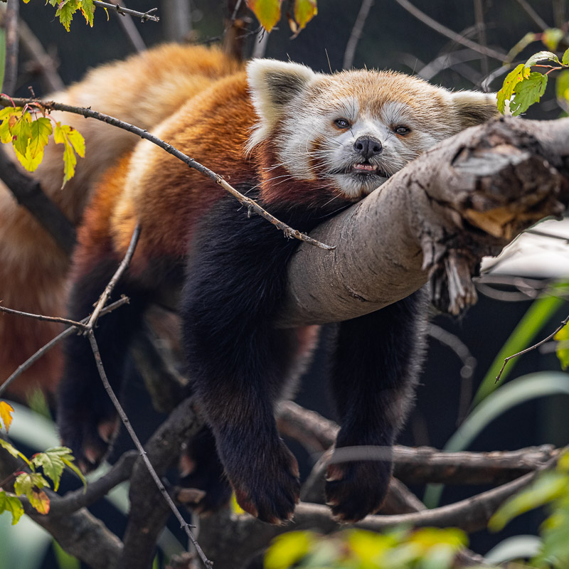 Lulu napping in a tree