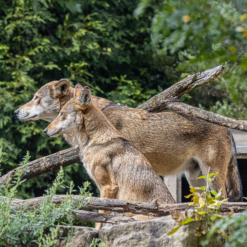 Red Wolves