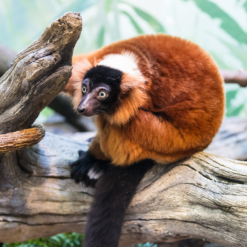 Red ruffed lemur on a log