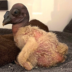 condor chick