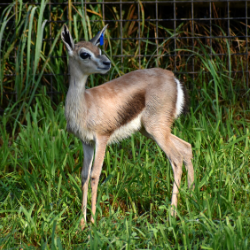 Gazelle Calf