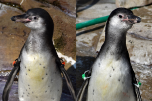 penguin chicks