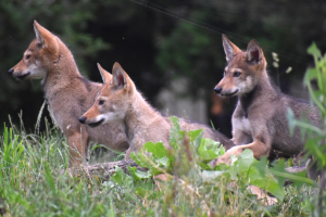 baby red wolves