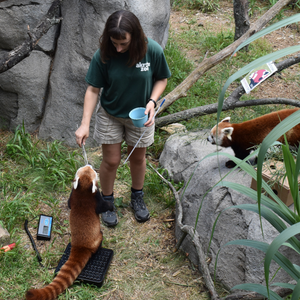 red panda training