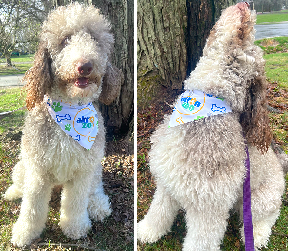 Akron Zoo bandana on dog