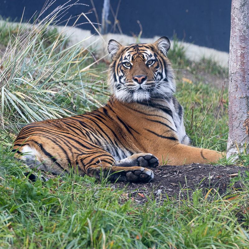 Diburu the Sumatran Tiger