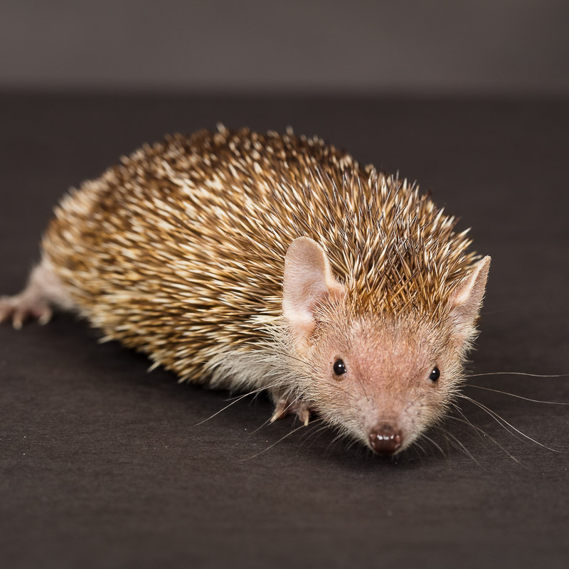 Thistle the tenrec