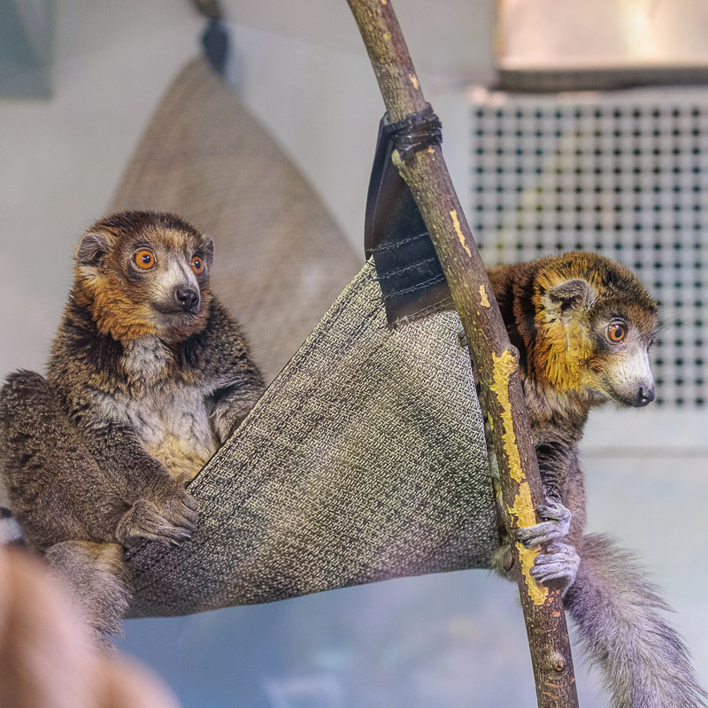 Mongoose lemurs sitting in a hammock