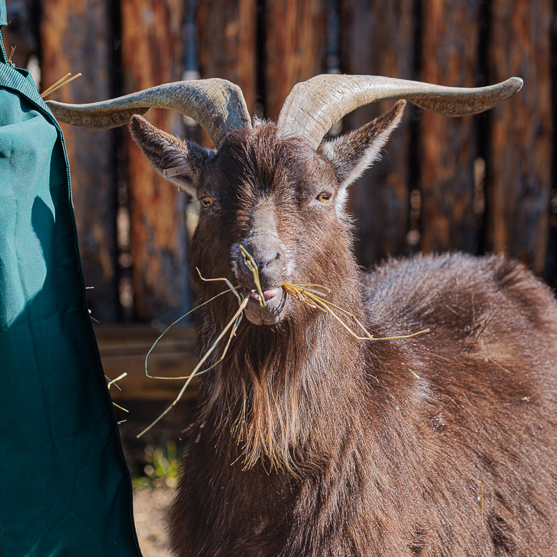 Goat eating hay