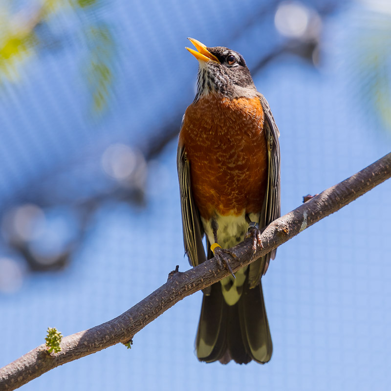 Robin in the aviary