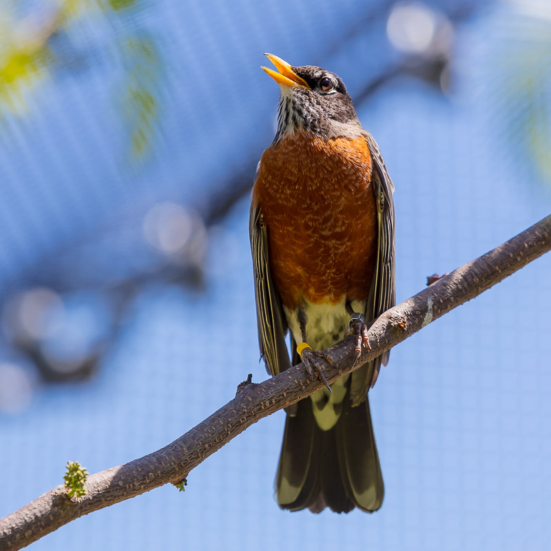 Robin in the aviary