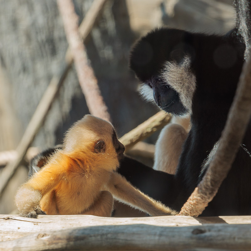 Milo and Lolani, white-cheeked gibbons