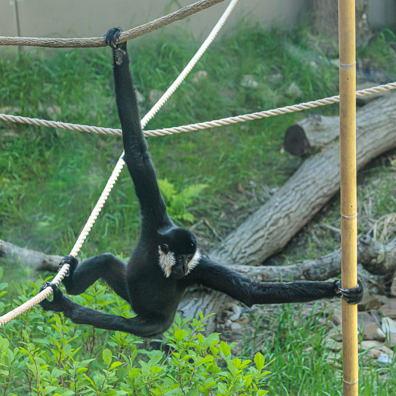 gibbon outside