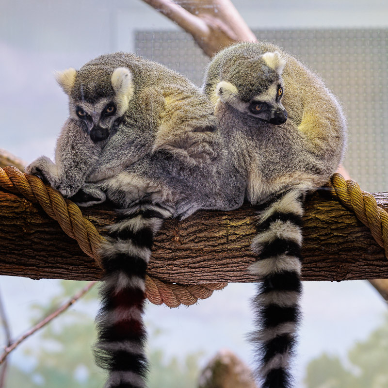 Ring-tailed lemurs cuddling in a tree