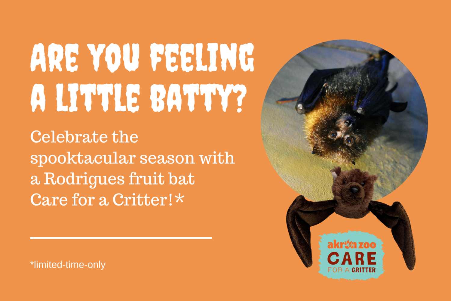 Bat Care for a Critter Promotion