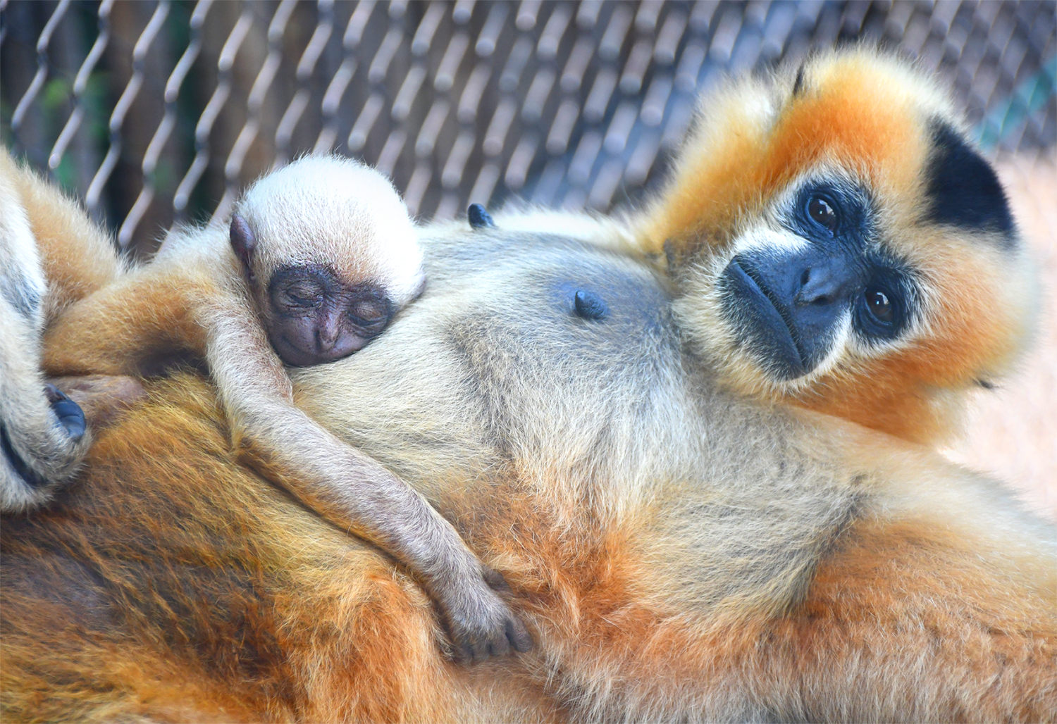 gibbon baby