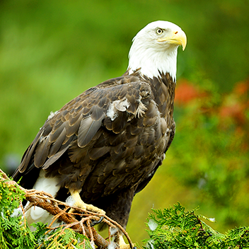 Bald Eagle