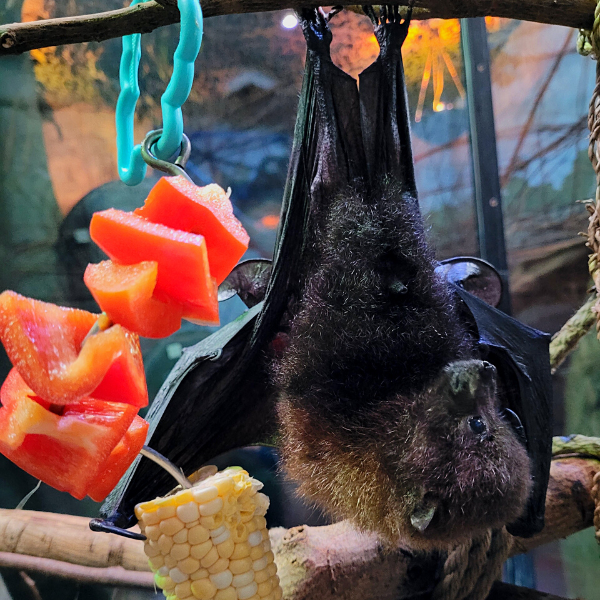 Hanging bat eating peppers and corn