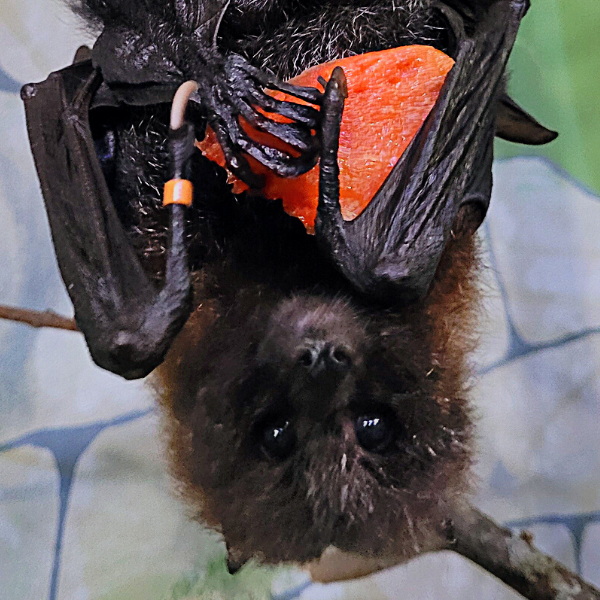 Bat holding a red pepper