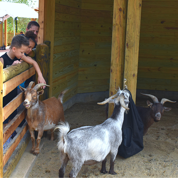 Mustang, Cooper and Pinto with guests