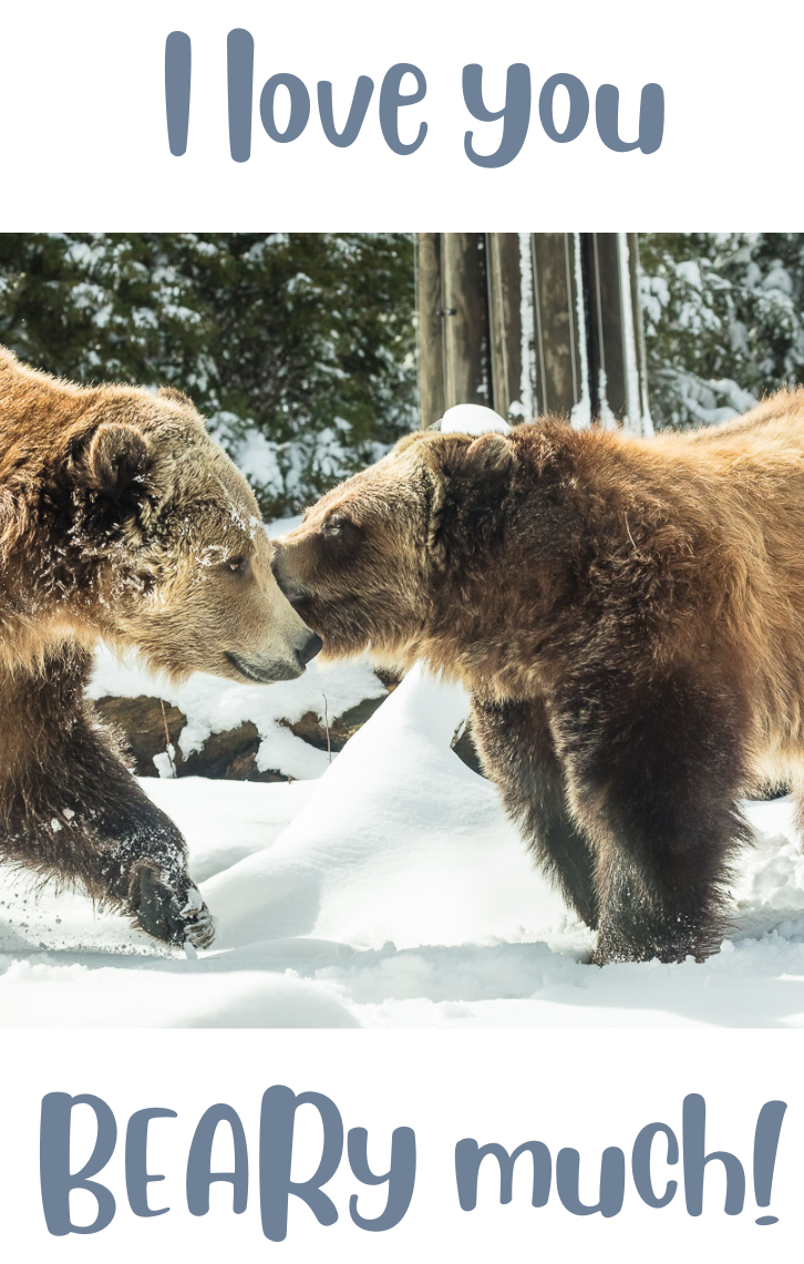 Grizzly bears in snow