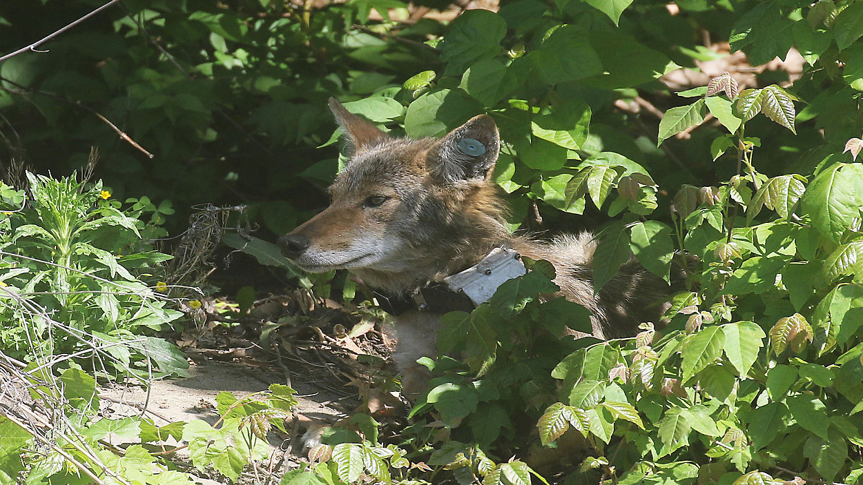A coyote in downtown Akron fitted with a tracking collar. (Photo credit: Summit Metro Parks)